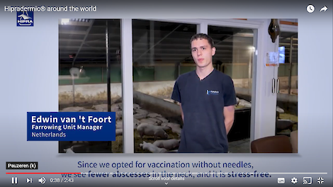 Vaccineren van een big met de Hipradermic op een varkensbedrijf in Thailand