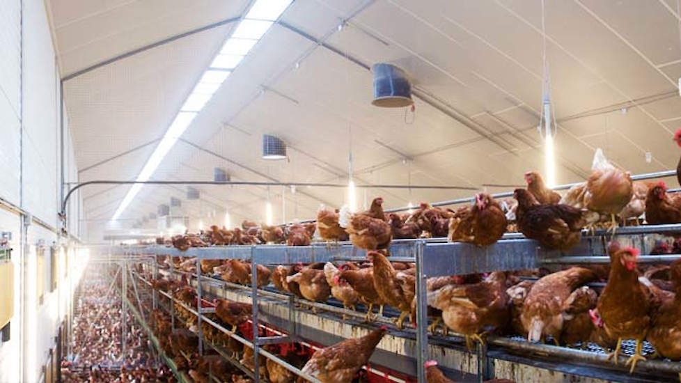 Klimaat en ventilatie voor pluimvee