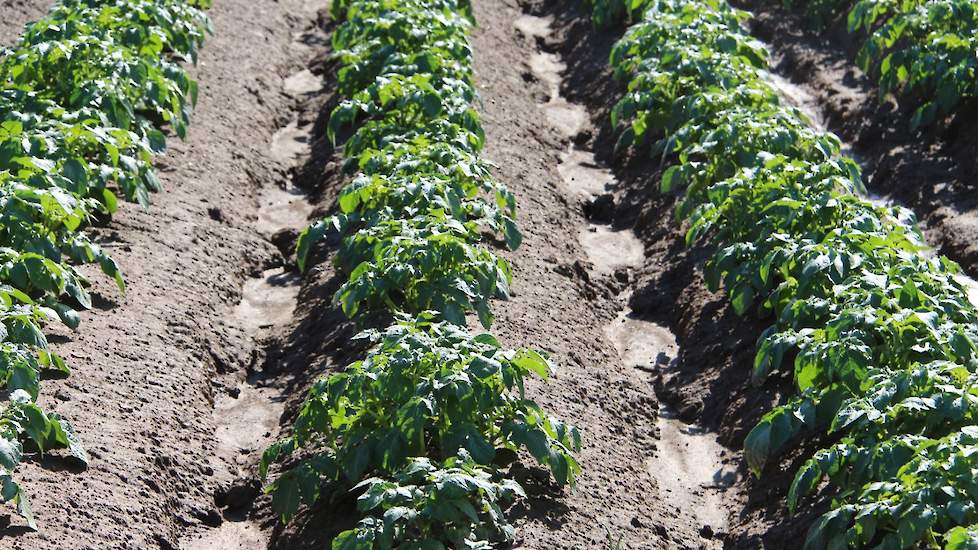 De drempels verminderen duidelijk de afstroom van water tussen de aardappelruggen.