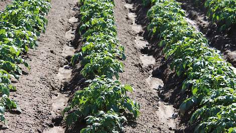 De drempels verminderen duidelijk de afstroom van water tussen de aardappelruggen.