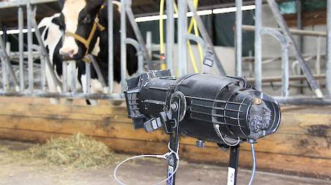 Archieffoto; Landbouw en cultuur kwamen samen in de succesvolle theatervoorstelling Maalkop uit 2018 en 2019 waarin een jonge boer afstand moet doen van zijn veehouderij, inclusief koe Martje 160.