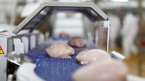 Poolse slachterijen leveren kip voor dumpprijzen tegen onmiddellijke betaling. Zo bieden ze kipfilets aan voor de helft van de normale prijs.