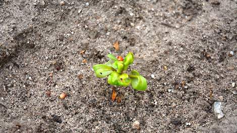 Bietenplantjes die zijn aangetast door onder meer de zwarte bonenluis en de groene perzikbladluis zijn te herkennen aan hun gekrulde bladeren.