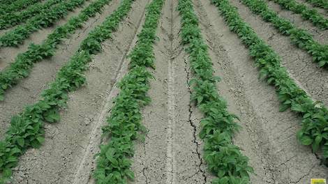 Proeven met een knoflookextract laten een goed effect op ritnaalden in aardappelen zien. „We weten niet precies wat het doet, maar we zien minder schade”, aldus Marco van Soesbergen.