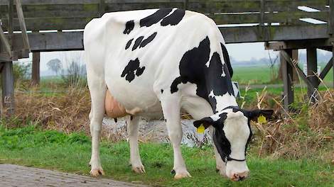 Batenburg Ginster 2047 RF (Fidelity x O Man) is de moeder van Maik-zoon Mandela (en volle broer Geronimo en tevens de volle zus van Stellando), de Holstein-stier met de hoogste score voor het nieuwe kenmerk voorbeenstand.