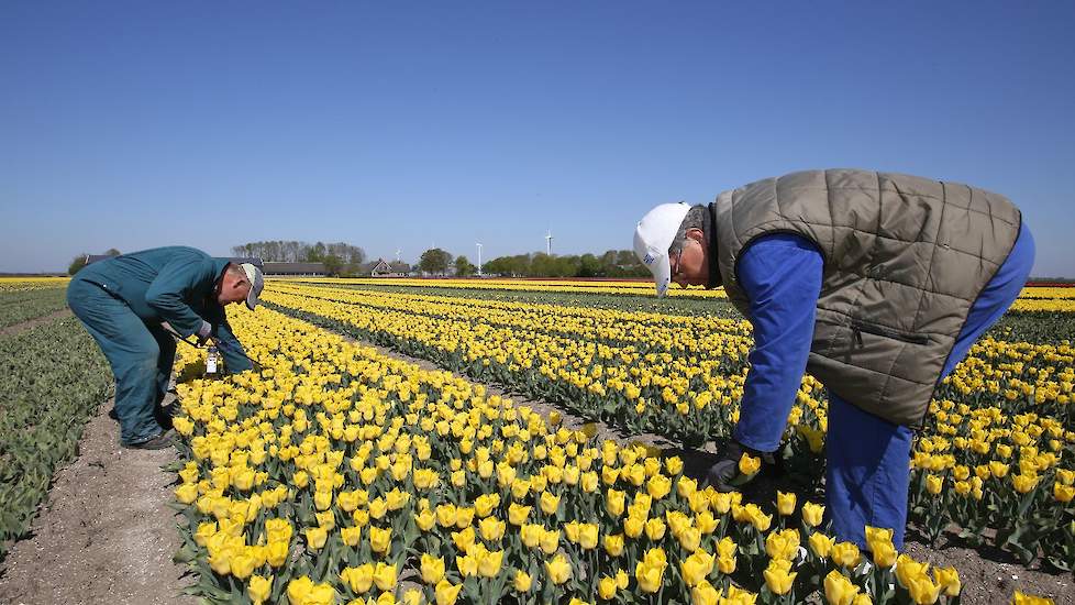 Jan van Velzen (links) en Leo Groot (rechts) zoeken virussen in de tulpenbedden.