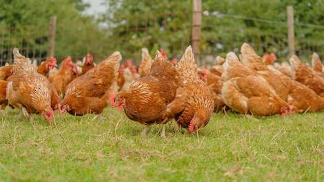 Bruine hennen lopen buiten