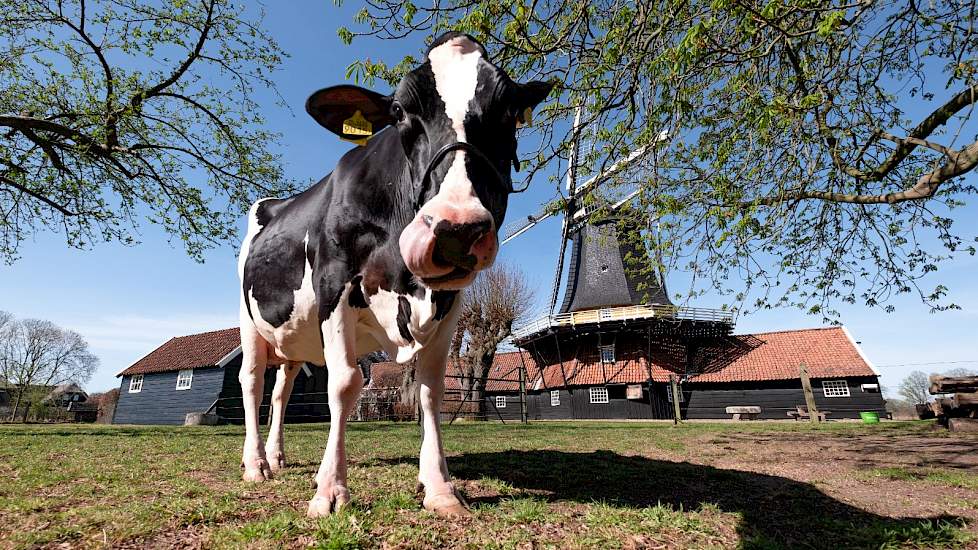 Liesje 22 bij de molen in Rijssen.