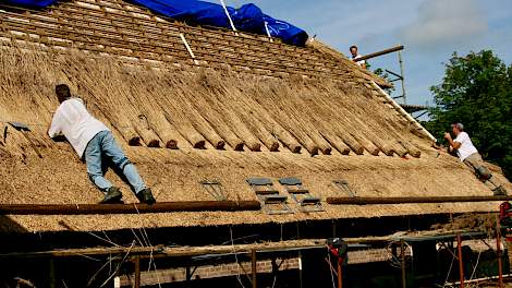 Boerderij ‘de Hoogenkamp’ bij Olst wordt met riet gedekt.