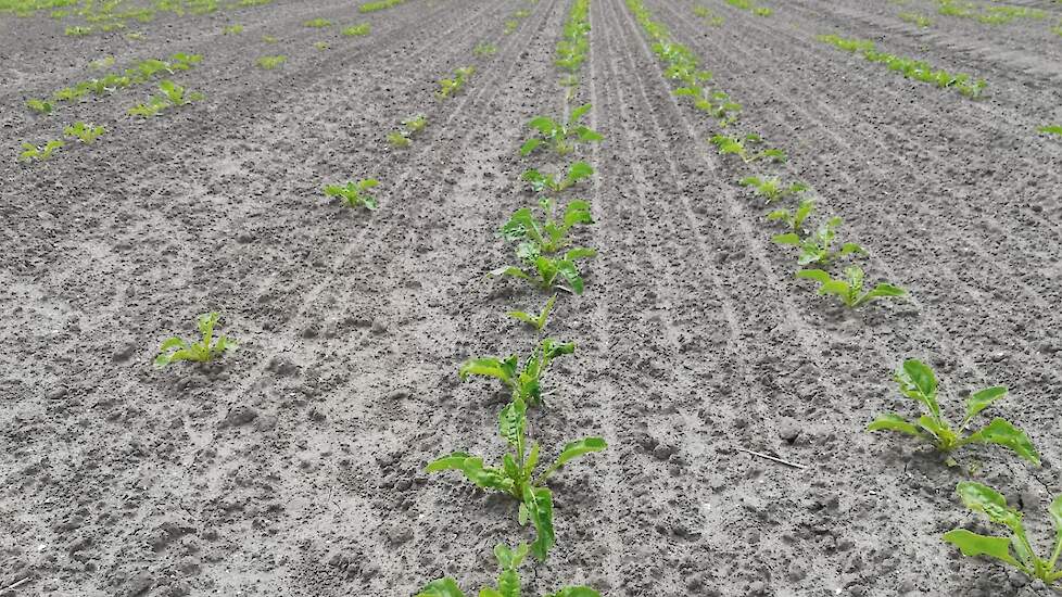 Droogteschade in bieten