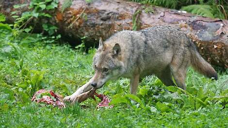 Een wolf verslindt z'n prooi.