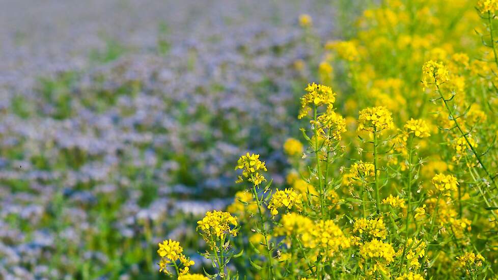 Groenbemesters en biodiversiteit