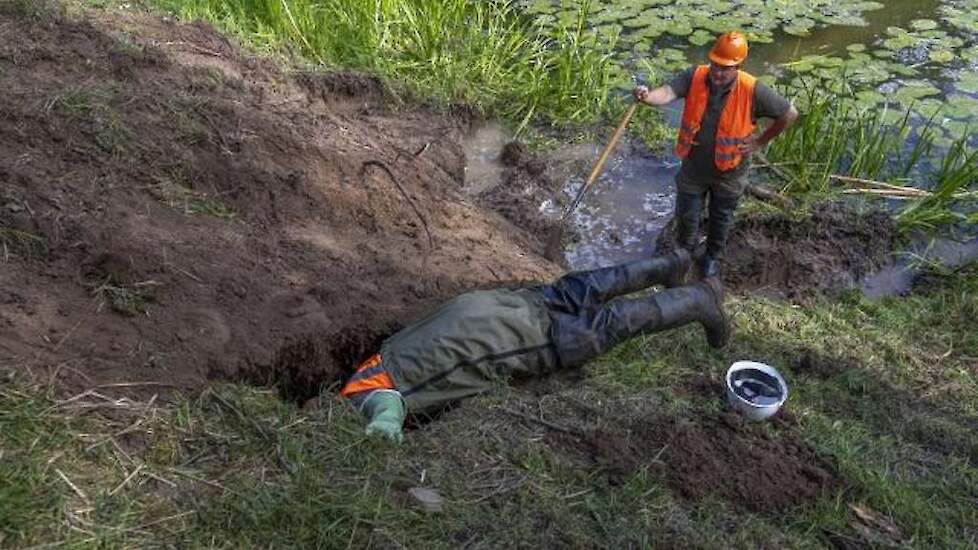 Begin deze week groef Waterschap Rivierenland in de Waaldijk nabij Dodewaard enkele gangen uit van een bever. Voor dit soort werk moet het nieuwe Beverprotocol gaan gelden.