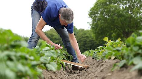 Monsternemer Gerlof Miedema klopt de eerste planten af in de omgeving van Emmeloord