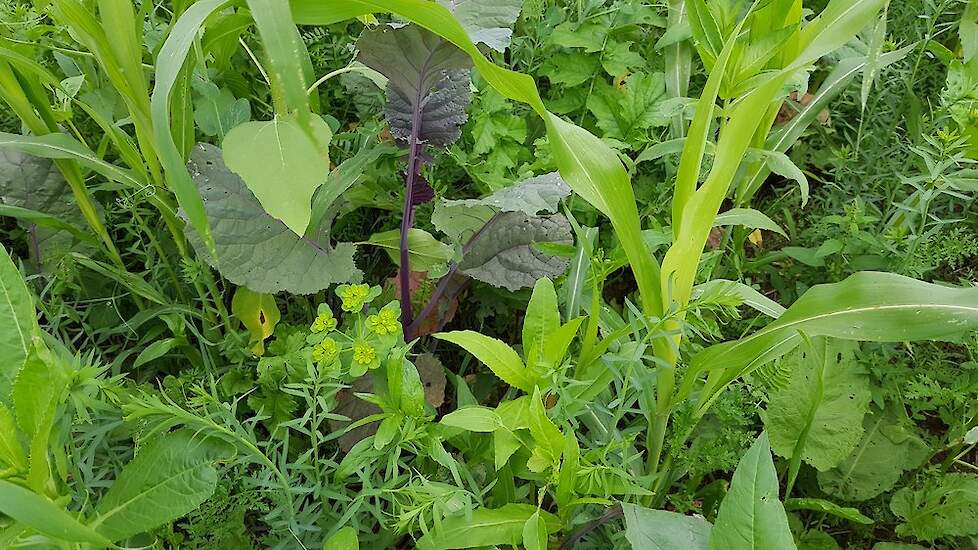 Groenbemestermengsels zijn beter bestand tegen droogte