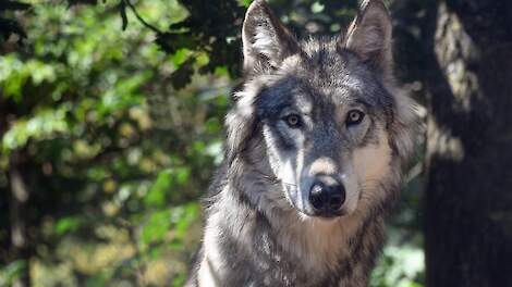 Foto ter illustratie; de wolf op de foto is niet de bewuste Duffelse wolf.