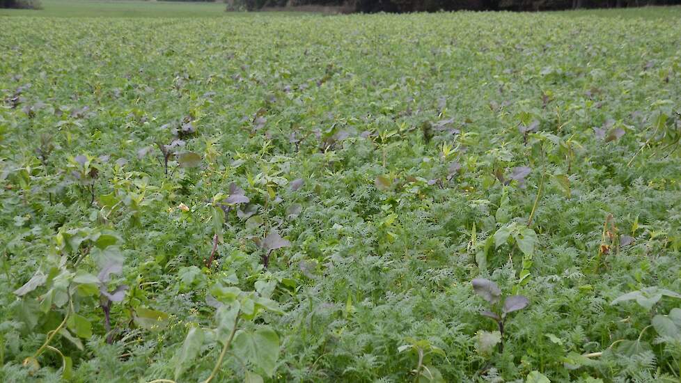 Inzet van groenbemestermengsels leid tot meer organische stof