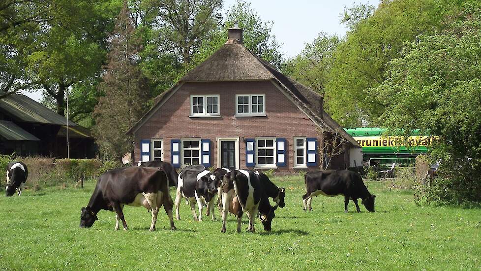 Biologische Fries-Hollandse melkkoeien.