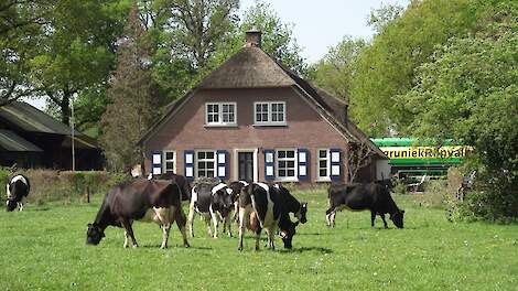 Biologische Fries-Hollandse melkkoeien.