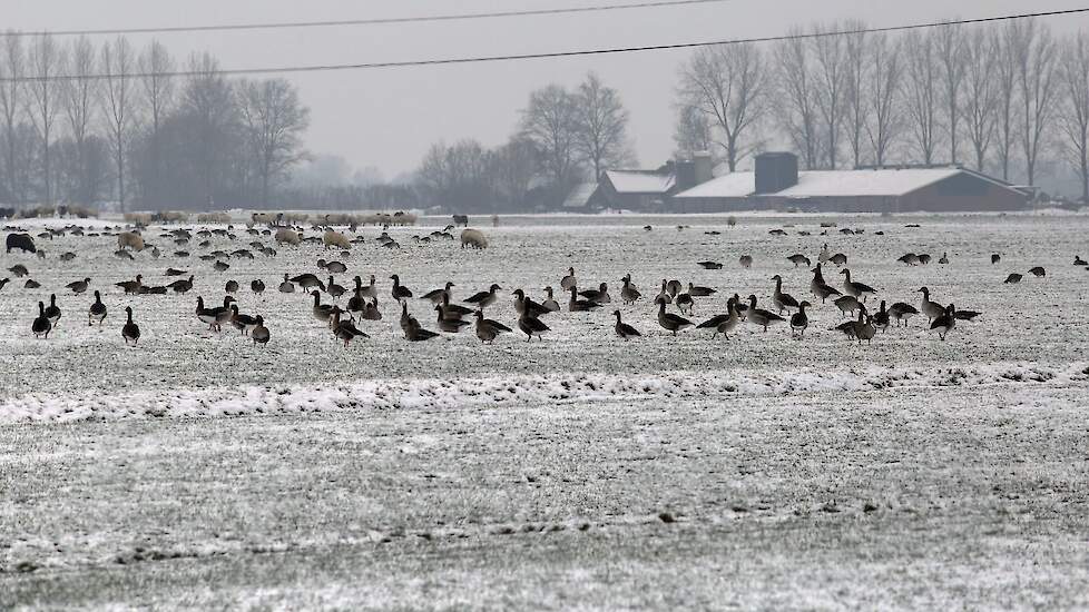 Het risico op introductie van vogelgriepvirus op pluimveebedrijven is in de maanden november tot en met februari vier keer hoger dan in de zomermaanden. In de winter zijn grote aantallen trekvogels aanwezig, die overwinteren in ons land.