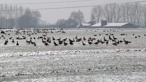 Het risico op introductie van vogelgriepvirus op pluimveebedrijven is in de maanden november tot en met februari vier keer hoger dan in de zomermaanden. In de winter zijn grote aantallen trekvogels aanwezig, die overwinteren in ons land.