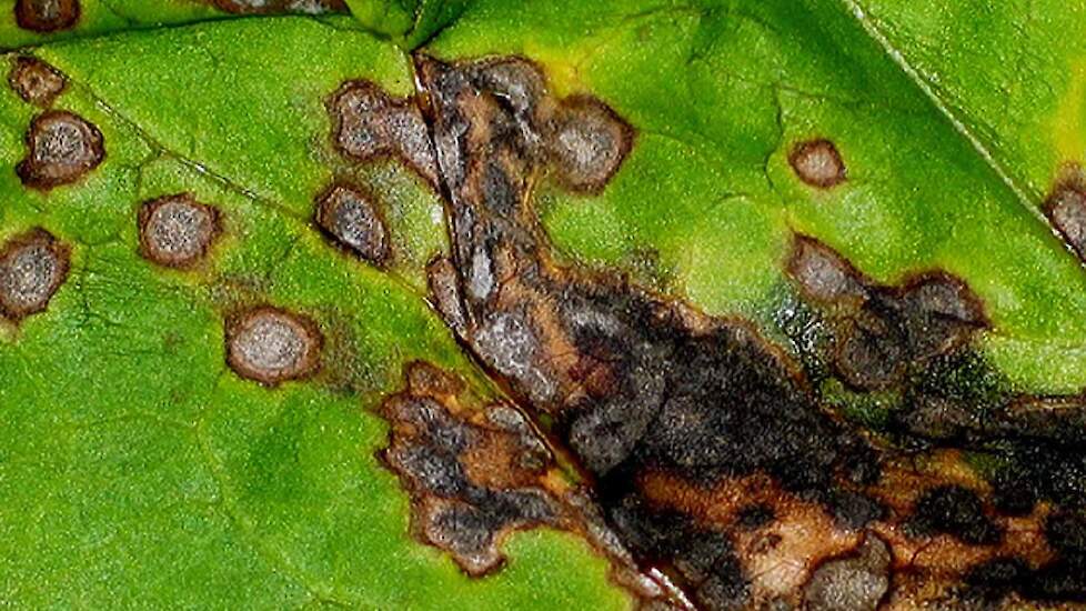 Cercospora uit zich door min of meer ronde grijze bladvlekken van 2 à 3 mm met roodbruine rand.