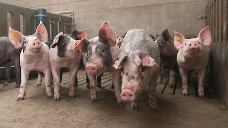 Vezels voor een gezond maag-darmstelsel bij vleesvarkens