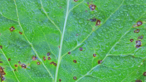 Cercospora. Kenmerkend zijn de witte sporen op de zware sporendragers (bolletjes).