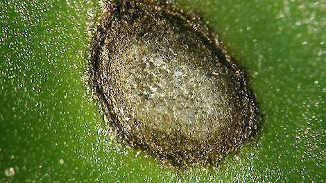 Kenmerkend voor cercospora zijn de witte sporen op de zware sporendragers (bolletjes).