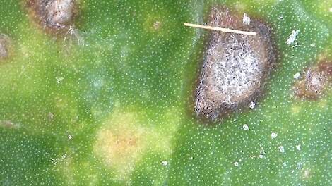 Vlekken veroorzaakt door stemphylium (geel en onregelmatig, van binnenuit bruin verkleurend) en één vlek cercospora (bij het strootje). Cercospora-vlekken hebben witte sporen op de zwarte sporendragers (bolletjes).