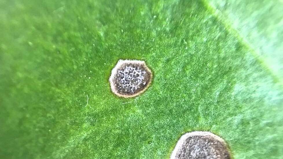 Vlekken veroorzaakt door cercospora hebben witte sporen op de zware sporendragers (bolletjes). De vlekken van cercospora kunnen worden verward met bladvlekken veroorzaakt door de bacterie pseudomonas.