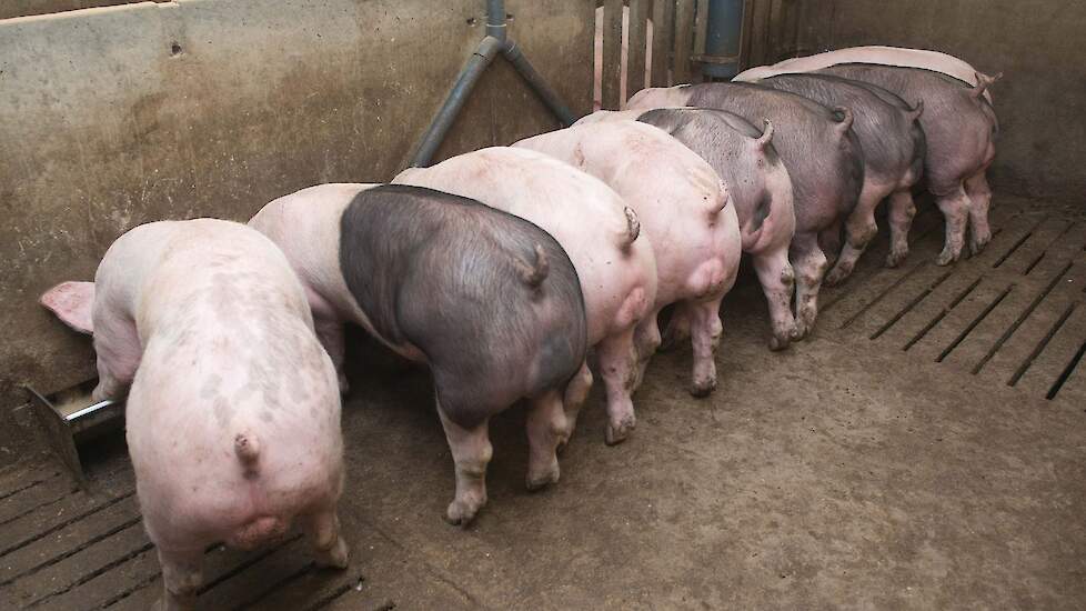 Juist bij een hoge voeropname zijn vezels belangrijk voor een goede maag-darmgezondheid bij vleesvarkens.