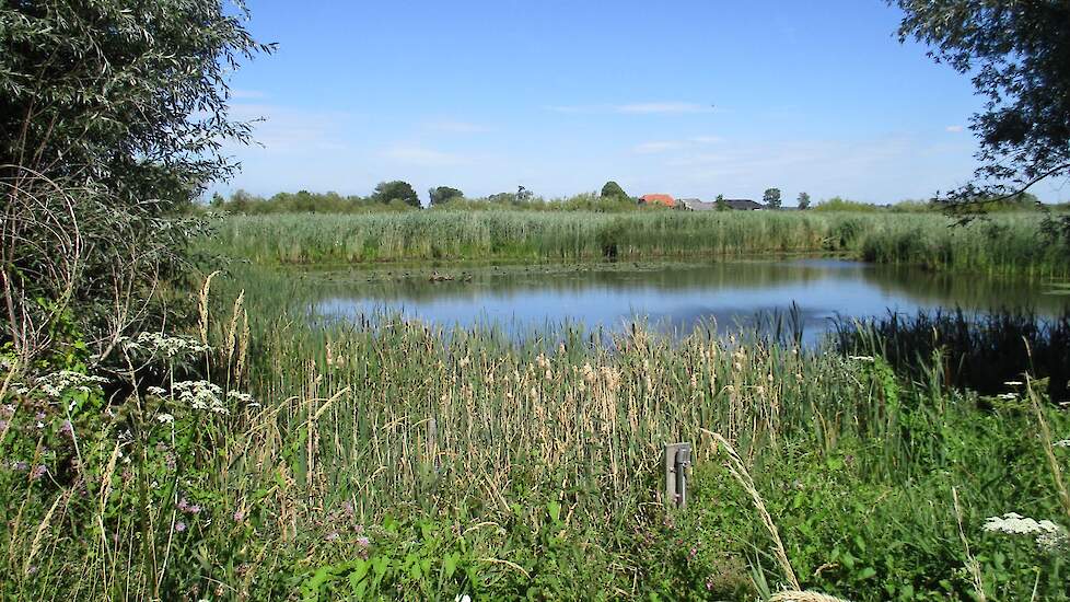 Een plas langs het herstelde struinpad in Lobith (GD).