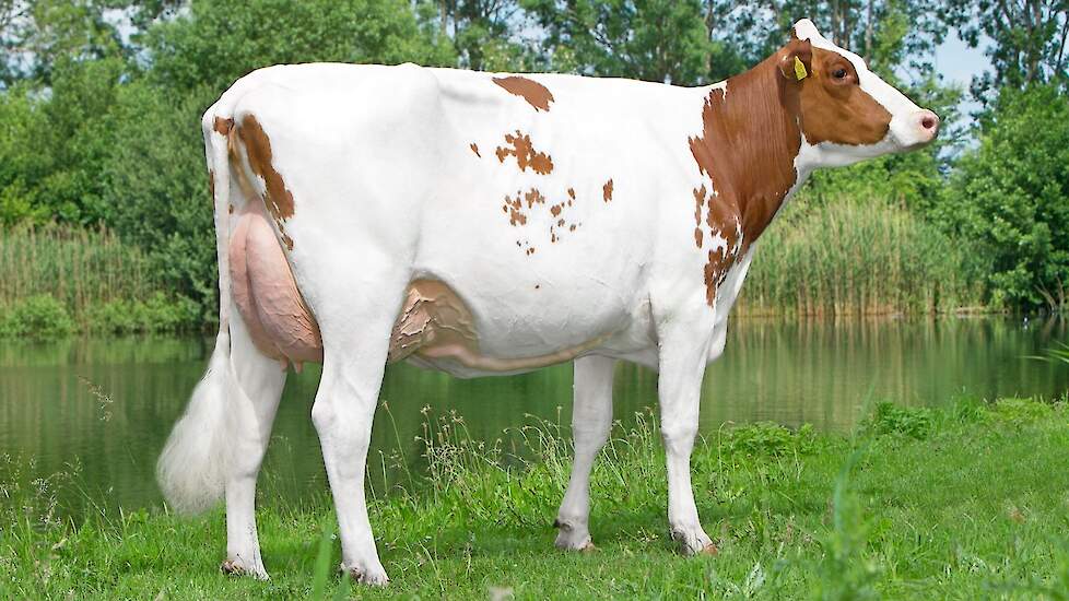 Dompe Annie 31 van de familie Plender uit Kamperveen is een dochter van Delta Rosebud, een stier waarvan bij de tweede draai op basis van dochters al 2.748 vaarzen aan de melk zijn.