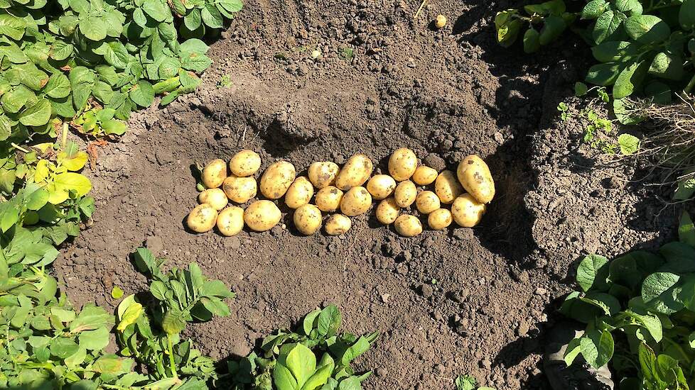 Menko van Zwol: „Het biologische ras Vitabella maakt nu zo’n 10 procent uit van ons aardappelareaal. Dat willen we in de komende jaren langzaamaan uitbreiden.“