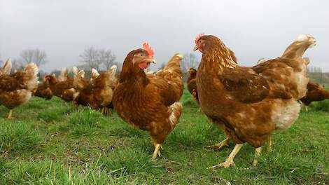 Onderzoek heeft aangetoond dat de verschuiving naar meer vrije uitlooplandbouw het risico op uitbraken van hoogpathogene vogelgriep in Australië vergroot.