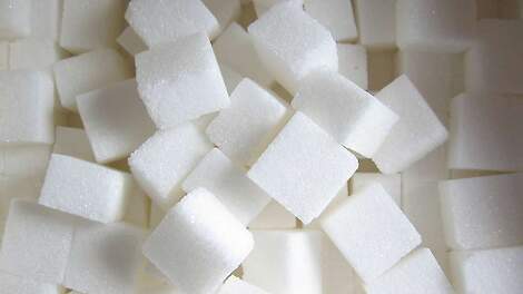 Hans Akkermans: „Zeg dat we onmogelijk kunnen concurreren met Brazilië en positioneer je eigen suiker als Neonics-vrije suiker.“
