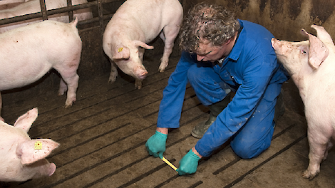 Een NVWA-controleur inspecteert de spleetbreedte van een roostervloer.