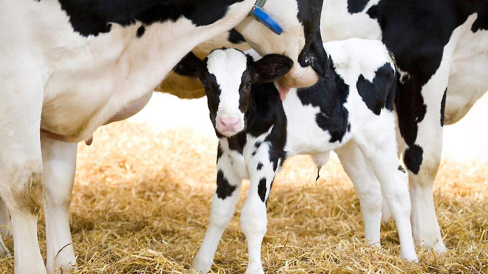 Moet stromen Sta in plaats daarvan op DeLaval › Levensduurverlenging van de koe levert economisch en sociaal veel  op | Melkvee.nl - Nieuws en kennis voor de melkveehouder