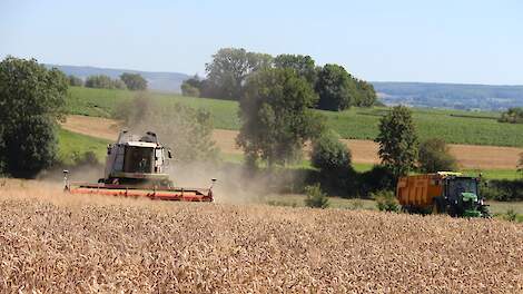 De Limburgse löss zorgt voor hoge wintergerst en -tarweopbrengsten.