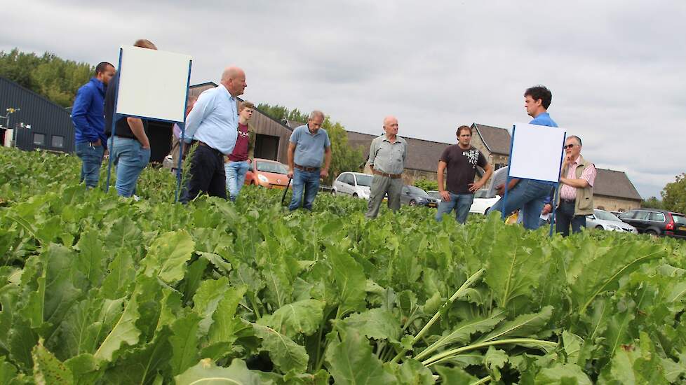 Het vergelingsvirus in suikerbieten was tijdens de akkerbouwdag op proefboerderij Wijnandsrade een veel besproken onderwerp.