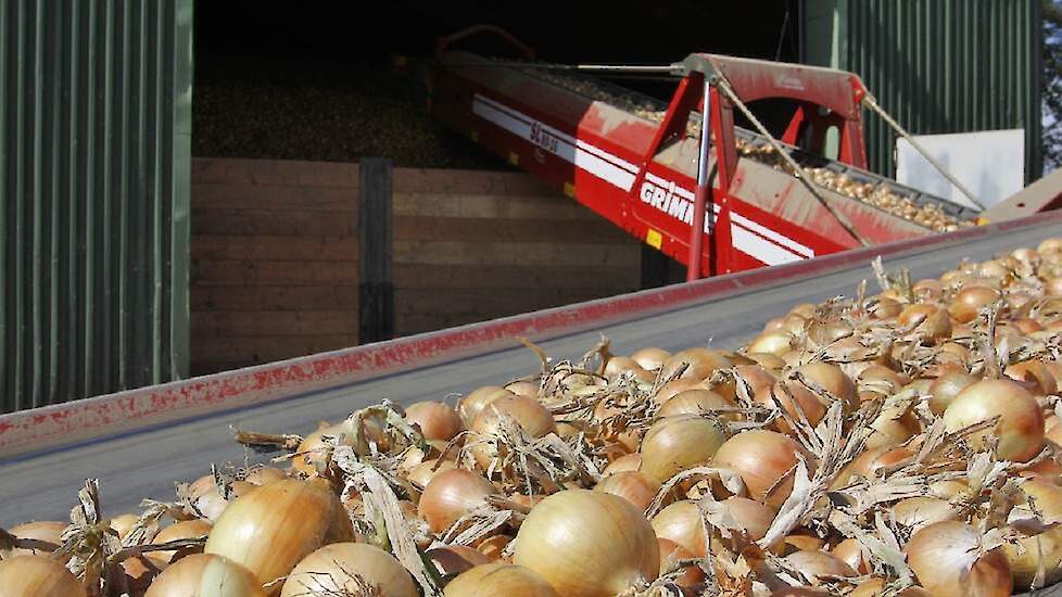 Nederlandse uien bleven ondanks de coronacrisis over de hele wereld veelgevraagd.