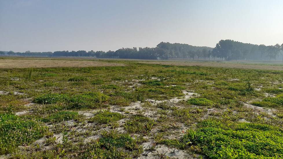 Het waterbuffer-gebied bij natuurgebied Aaltense Goor en Zwarte veen.