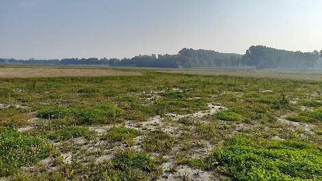 Het waterbuffer-gebied bij natuurgebied Aaltense Goor en Zwarte veen.