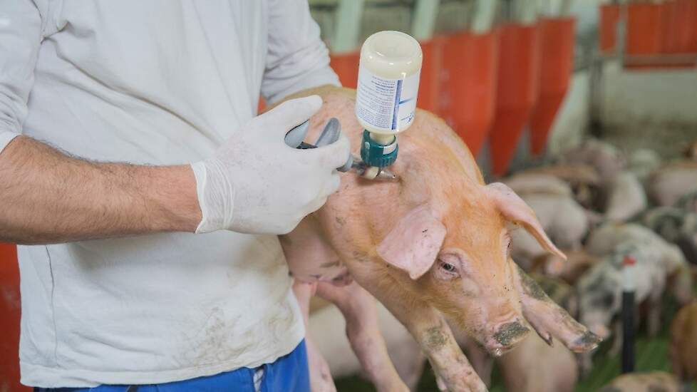 Varkens zijn bijzonder vatbaar voor infectie door parenterale blootstelling; slechts enkele tientallen PRRS-virusdeeltjes zijn voldoende om varkens via deze route te besmetten.