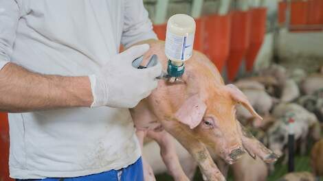 Varkens zijn bijzonder vatbaar voor infectie door parenterale blootstelling; slechts enkele tientallen PRRS-virusdeeltjes zijn voldoende om varkens via deze route te besmetten.