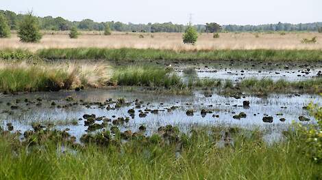 Wierdenseveld, een van de Natura 2000-gebieden in Overijssel