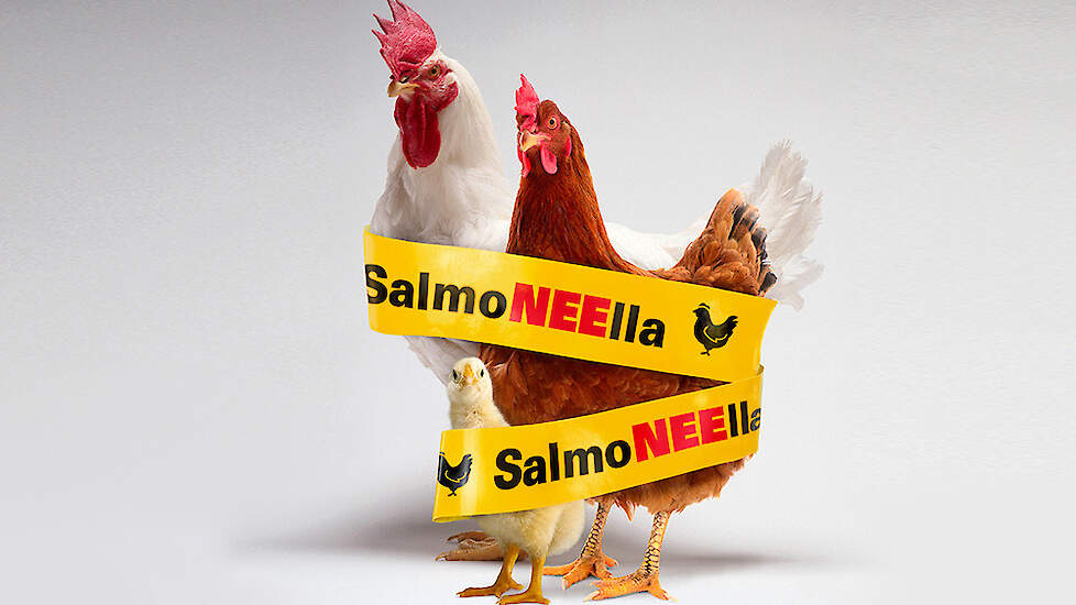 MSD Animal Health › bescherming tegen Salmonella Pluimveeweb.nl Nieuws voor pluimveehouders