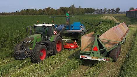 Fendt 942 Vario met dubbele maaibek in de vezelhennep