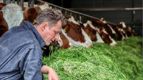 Aleid Blitterswijk bij het verse gras voor de koeien.